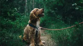 Propone el PVEM permiso laboral por muerte de mascotas
