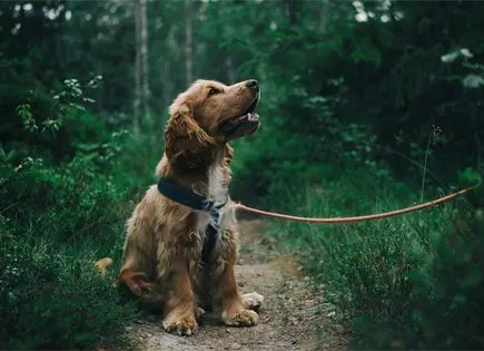 Propone el PVEM permiso laboral por muerte de mascotas Propone el PVEM permiso laboral por muerte de mascotas