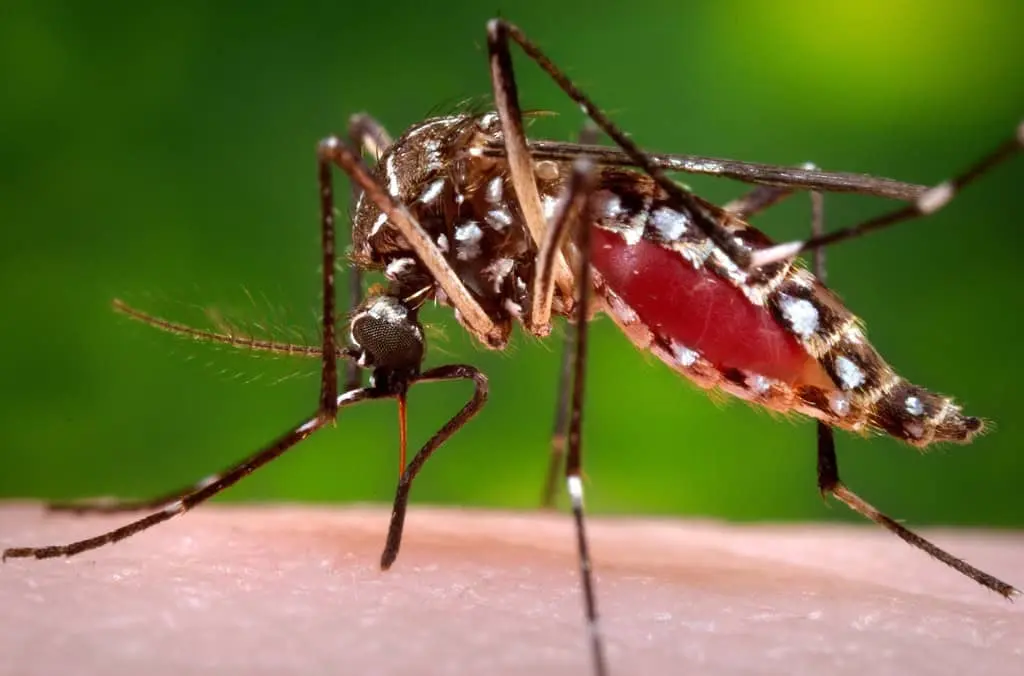 Florida declara emergencia por brote dengue en Hillsborough