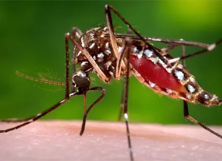 Florida declara emergencia por brote dengue en Hillsborough Florida declara emergencia por brote dengue en Hillsborough