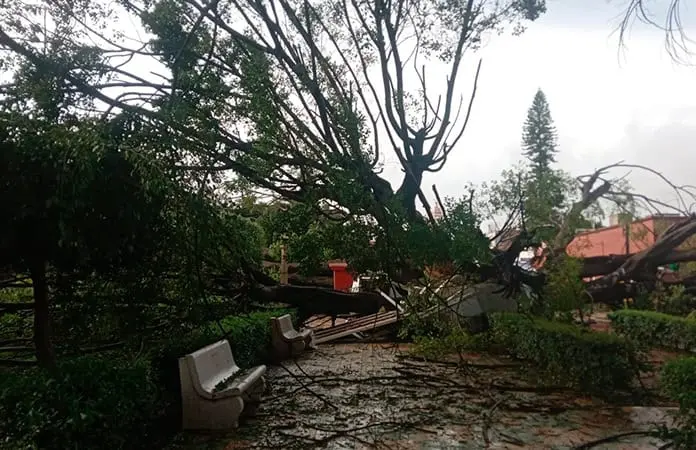 Viento derriba árbol, cae sobre módulo de seguridad