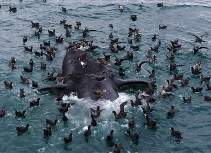 Investigadores argentinos analizan muertes masivas de crías de ballena franca austral Investigadores argentinos analizan muertes masivas de crías de ballena franca austral