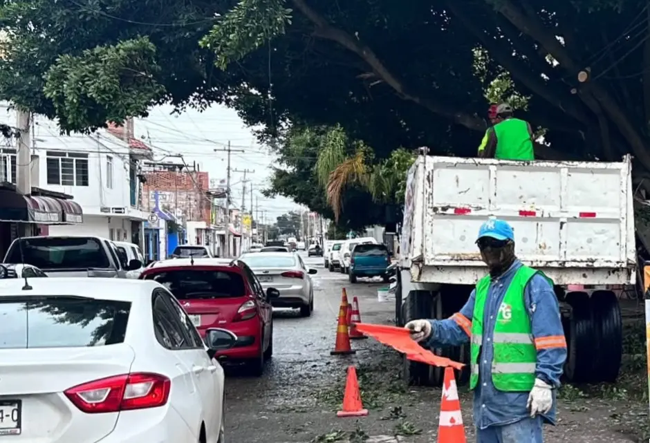 Justifican poda de árbol en avenida del Sauce