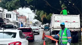 Justifican poda de árbol en avenida del Sauce