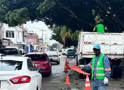 Justifican poda de árbol en avenida del Sauce Justifican poda de árbol en avenida del Sauce