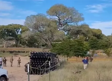 Derriban &aacute;rbol de 250 a&ntilde;os para avanzar con muro entre Sonora-Arizona