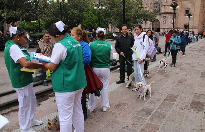 Un éxito, campaña de esterilización