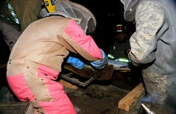 Atienden los Bomberos más reportes por abejas