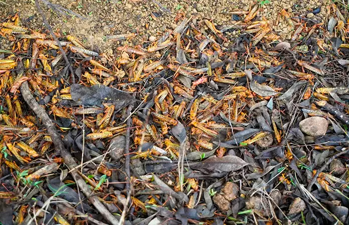 Plaga de langosta arrasa los cultivos