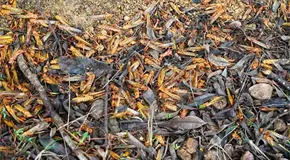 Plaga de langosta arrasa los cultivos