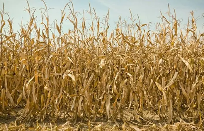 Se disparan p&eacute;rdidas en el agro de San Luis