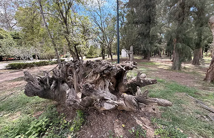 Sólo se podarán árboles secos en parque de Morales