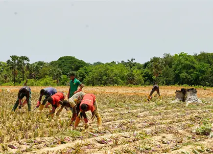 Burkina Faso impulsa cultivo de piña para autosuficiencia en el Sahel Burkina Faso impulsa cultivo de piña para autosuficiencia en el Sahel