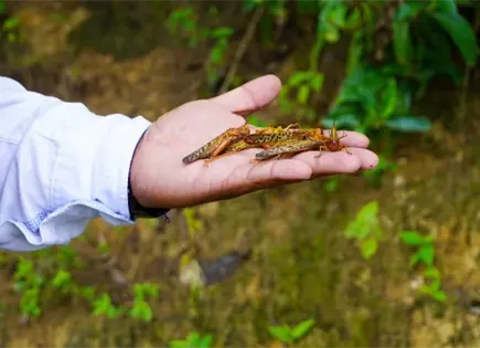 Combaten plaga de langosta en casi 700 hectáreas Combaten plaga de langosta en casi 700 hectáreas
