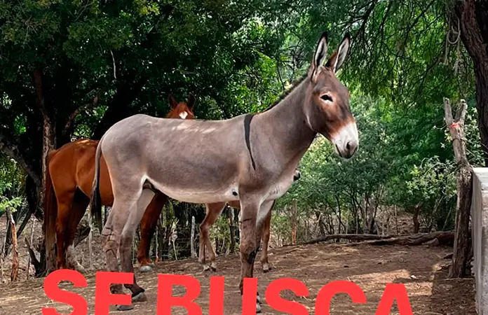 Abigeos arrasan con animales de la región