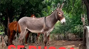 Abigeos arrasan con animales de la regi&oacute;n