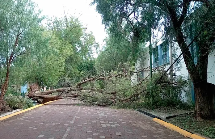 Árbol cede ante lluvia y viento en La Florida