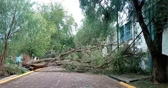 &Aacute;rbol cede ante lluvia y viento en La Florida 
