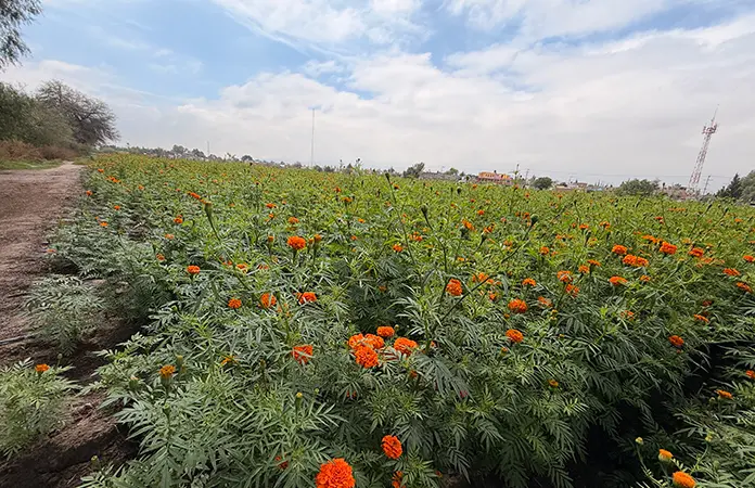 Se "decoloran" los campos de cempasúchil