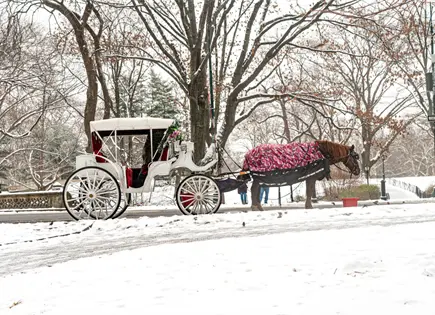Nueva York prohibirá carruajes tirados por caballos tras muerte de turista Nueva York prohibirá carruajes tirados por caballos tras muerte de turista