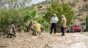 Reportan ataque de abejas en La Boquilla