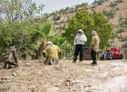 Reportan ataque de abejas en La Boquilla Reportan ataque de abejas en La Boquilla