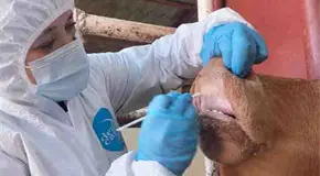 Descartan fiebre aftosa en ganado