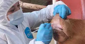 Agricultura descarta fiebre aftosa en ganado de Sonora