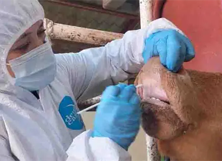 Agricultura descarta fiebre aftosa en ganado de Sonora