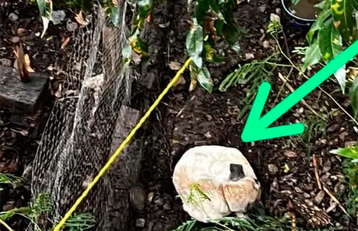 Piden apoyo para una mascota