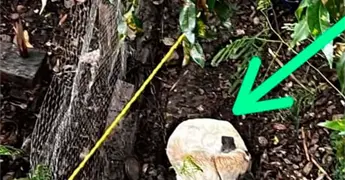 Piden apoyo para una mascota