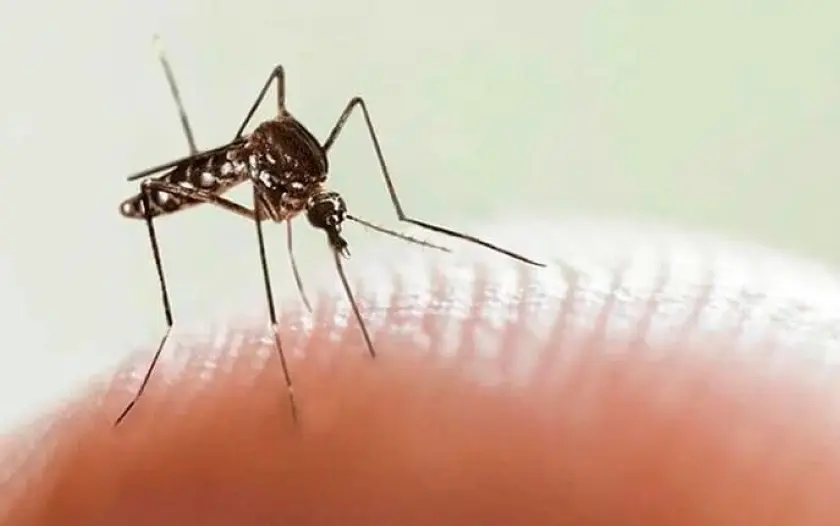 Reporta Ssa 45 casos de dengue; no hay defunciones