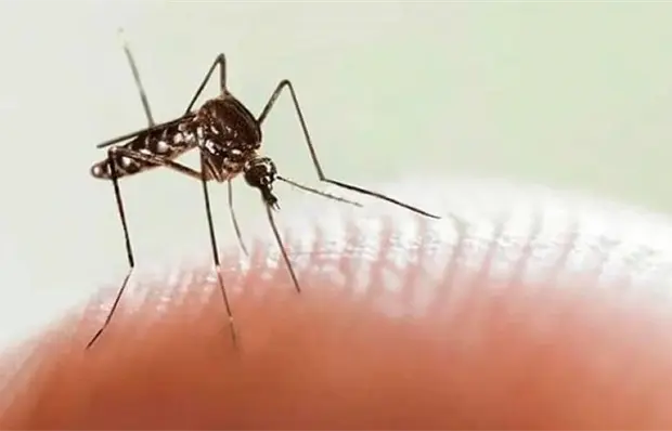 Reporta Ssa 45 casos de dengue; no hay defunciones