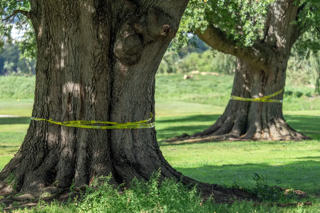 Trump enfrenta escepticismo judicial por remodelación de campo de golf