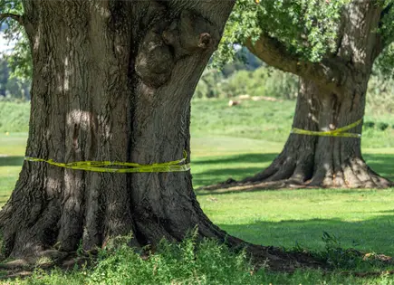 Trump enfrenta escepticismo judicial por remodelación de campo de golf Trump enfrenta escepticismo judicial por remodelación de campo de golf