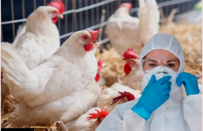 Brasil detecta foco de enfermedad Newcastle en aves de corral