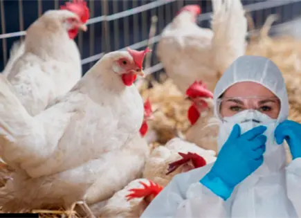 Brasil detecta foco de enfermedad Newcastle en aves de corral Brasil detecta foco de enfermedad Newcastle en aves de corral