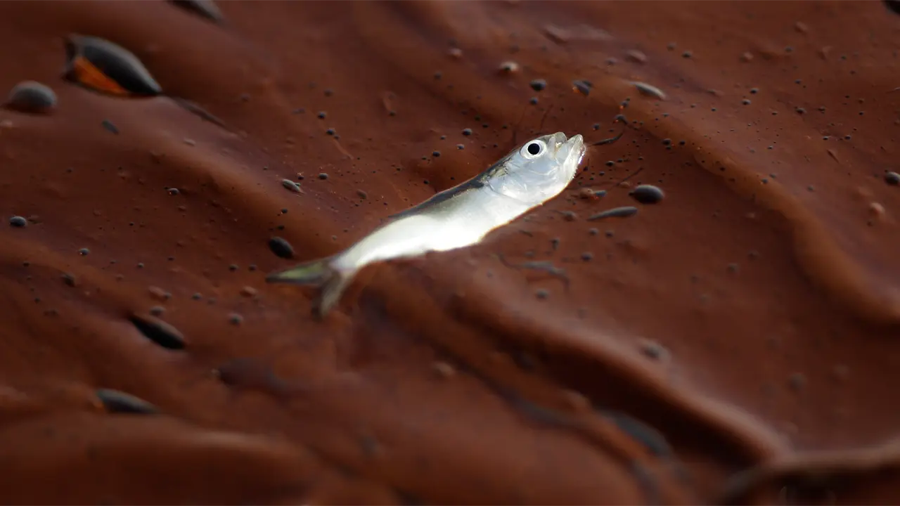 Estudio revela caída del 60% en fauna marina tras derrame en golfo de México