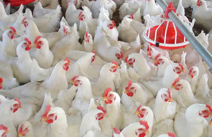 Frenan importación avícola de Brasil