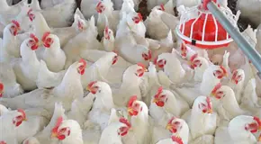 Frenan importaci&oacute;n av&iacute;cola de Brasil