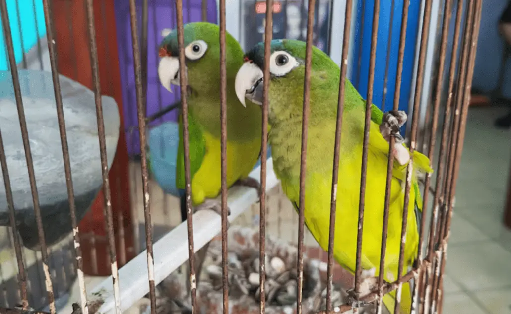 Profepa asegura 10 loros y pericos en visitas de inspección