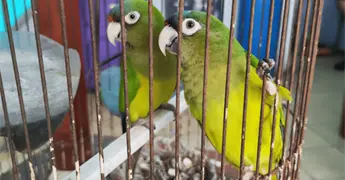 Profepa asegura 10 loros y pericos en visitas de inspecci&oacute;n