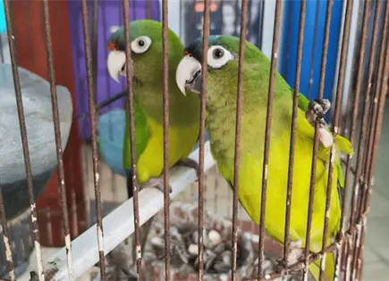 Profepa asegura 10 loros y pericos en visitas de inspección Profepa asegura 10 loros y pericos en visitas de inspección