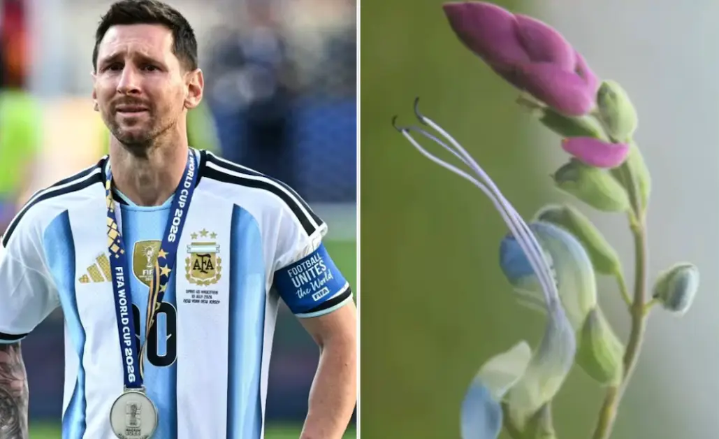 Salvia messii, nueva especie botánica nombrada en honor a Lionel Messi