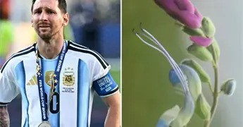 Salvia messii, nueva especie bot&aacute;nica nombrada en honor a Lionel Messi