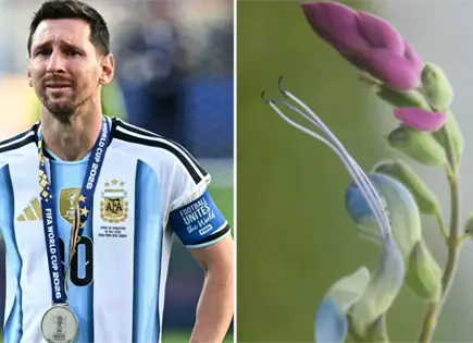 Salvia messii, nueva especie botánica nombrada en honor a Lionel Messi Salvia messii, nueva especie botánica nombrada en honor a Lionel Messi