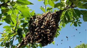 Abejas atacan a grupo de personas