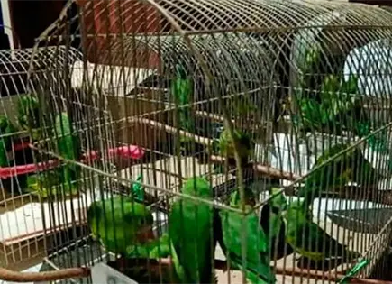 Asegura Profepa diez loros y pericos en Colima Asegura Profepa diez loros y pericos en Colima