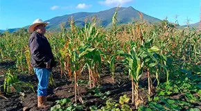 Previenen plaga de langosta en cultivos