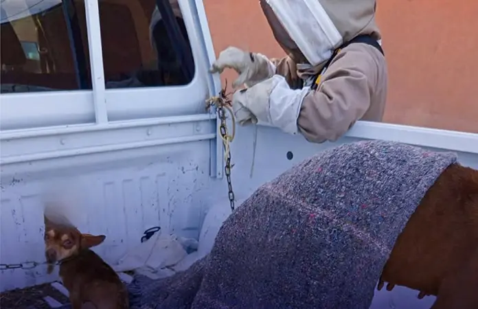 Abejas atacan a una familia y su mascota